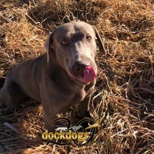 Meet your Posher, Bj